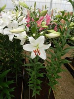 [4324 Arletta VZ No01.JPG]